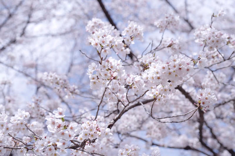 真っ白なソメイヨシノの花の写真