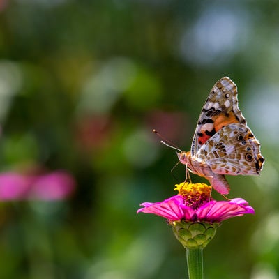 花の蜜を吸うヒメアカタテハの写真