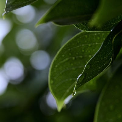 葉から滑り落ちそうな雨の雫の写真