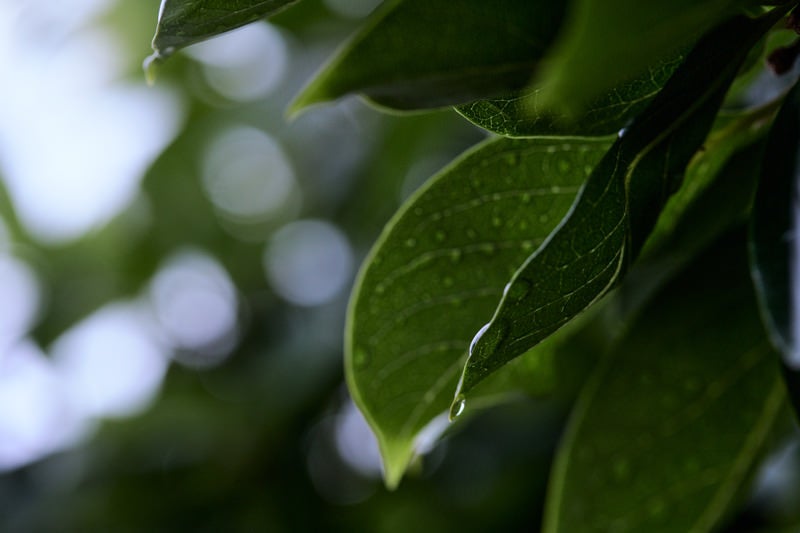 葉から滑り落ちそうな雨の雫の写真