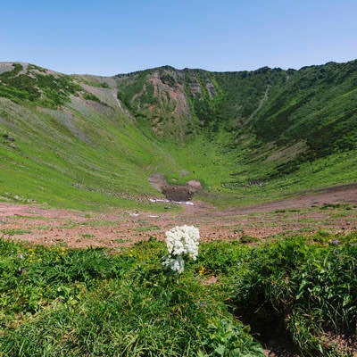 シシウドの花と父釜の写真