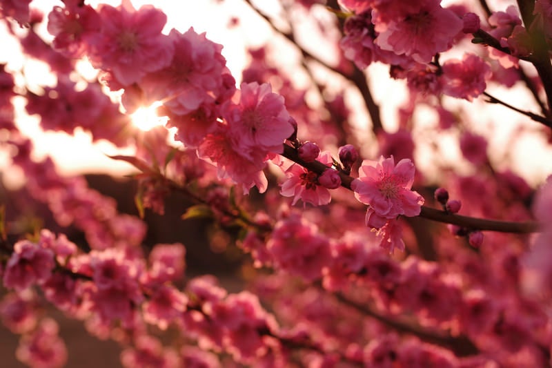 陽光に照らされる梅の花の写真