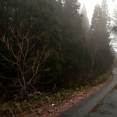 霧の奥へと続く道の写真