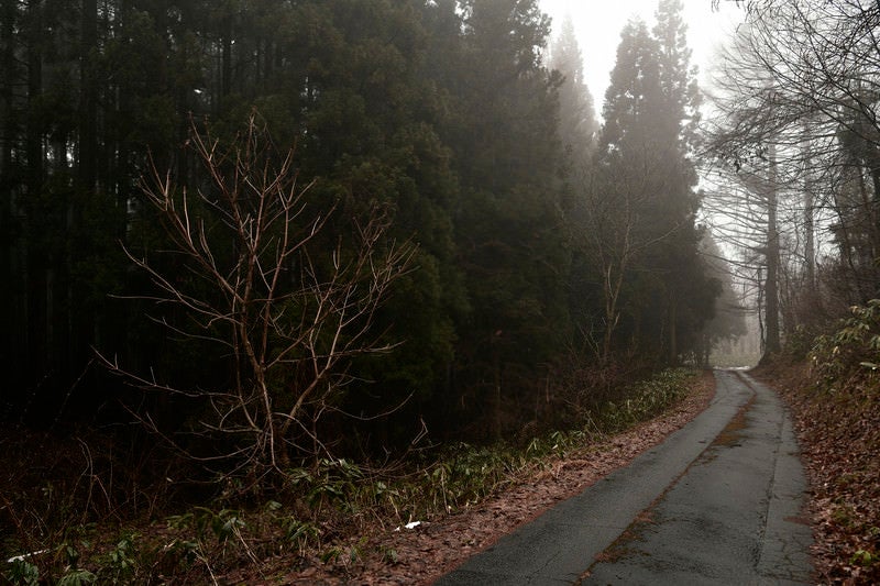 霧の奥へと続く道の写真