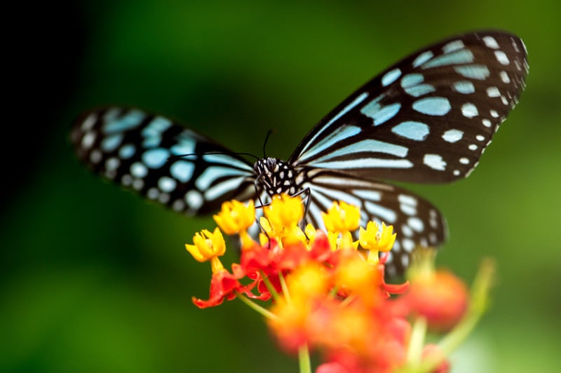 花の蜜を吸うリュウキュウアサギマダラの写真