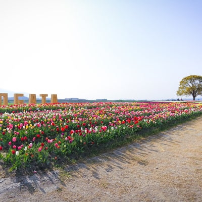 満開チューリップのストレート花壇の写真