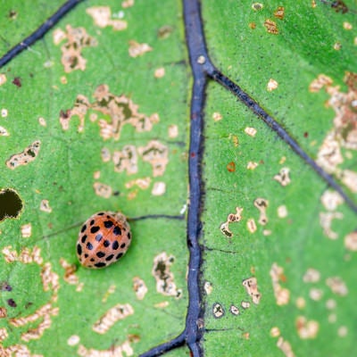 虫食いの葉痕に紛れるニジュウヤホシテントウの写真