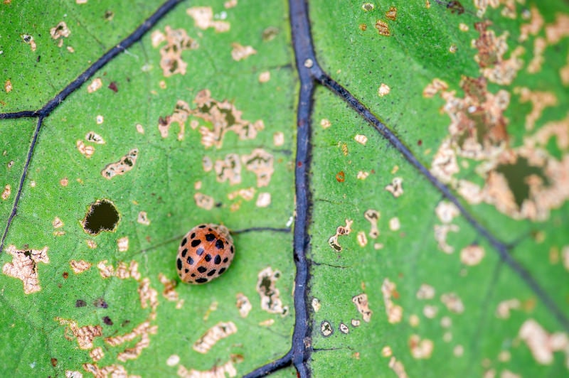 虫食いの葉痕に紛れるニジュウヤホシテントウの写真