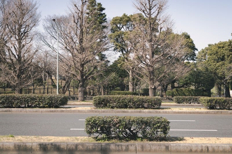 道路の緑化植栽の写真