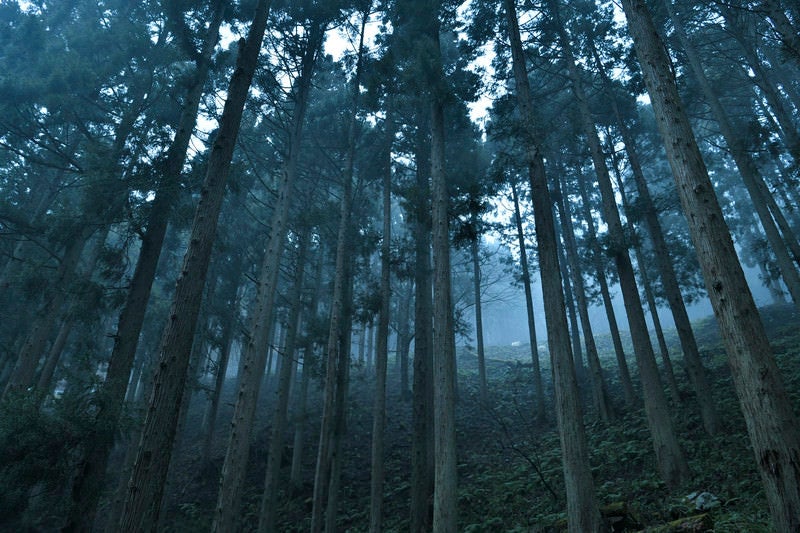 ガスの中に現れた杉林の景色の写真