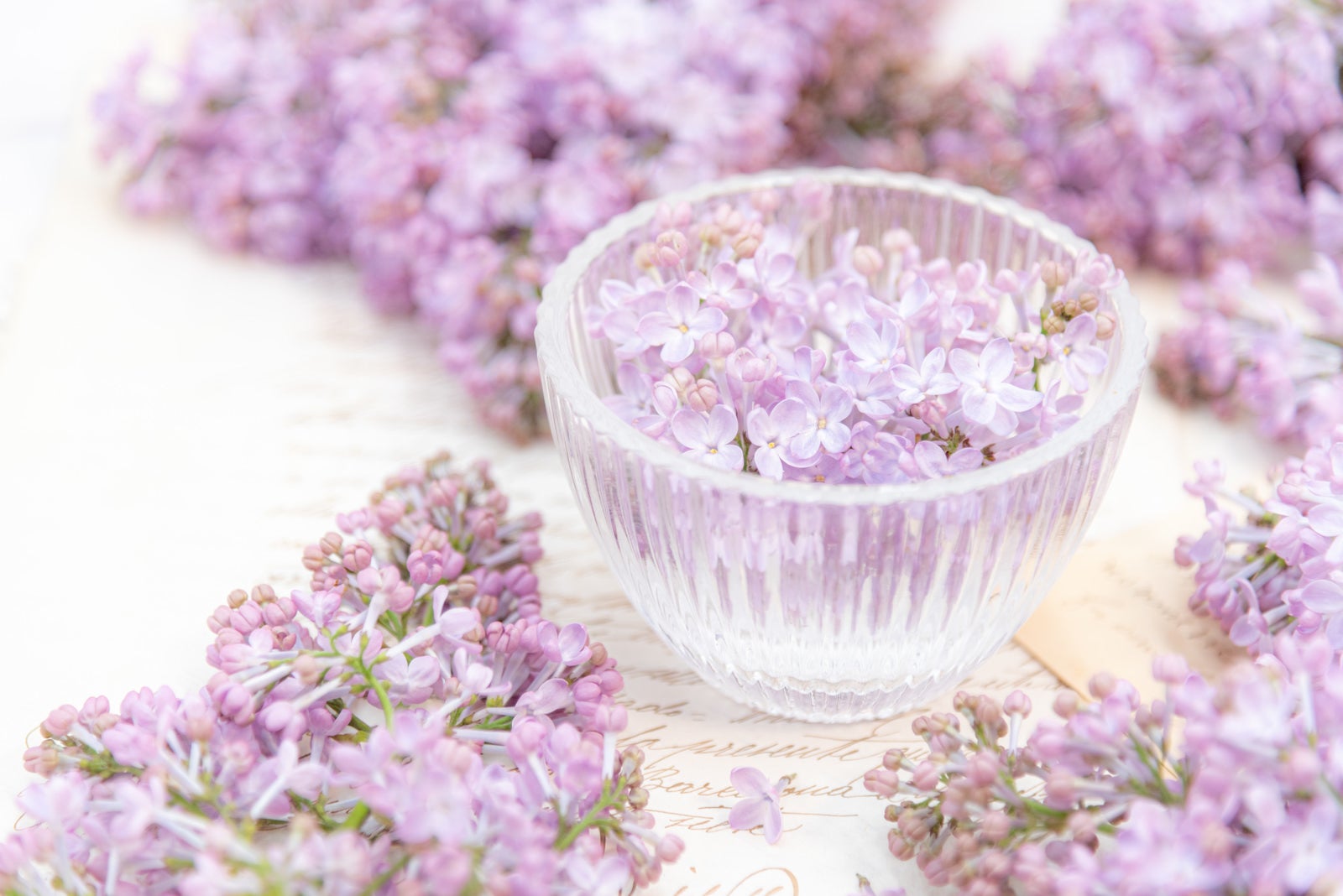 「器の中で開花したライラック」の写真