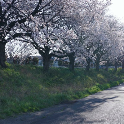 午後の陽気の中の桜並木の写真