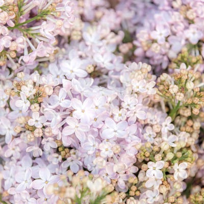 溢れるライラックの花と蕾の写真