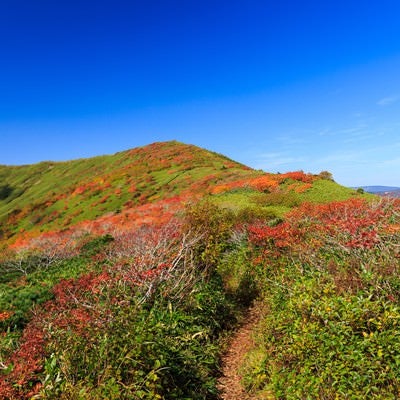 秋の山歩き（紅葉する森林限界）の写真