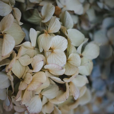 梅雨明けの枯れた紫陽花の写真