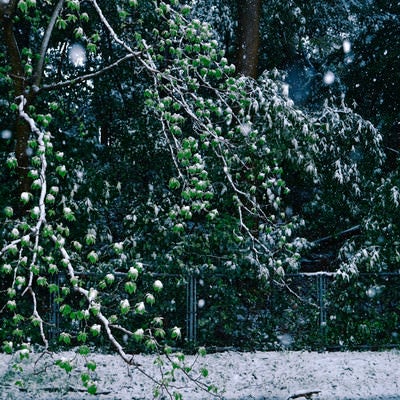 新緑の葉に降り積もる季節外れの雪の写真