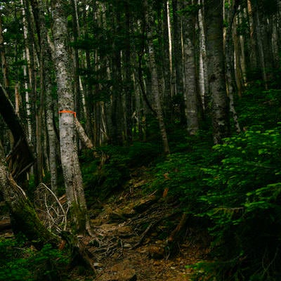 鳥倉登山道の樹林帯の写真