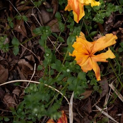 エクスバリーアザレアの落ち花（小沢根）の写真