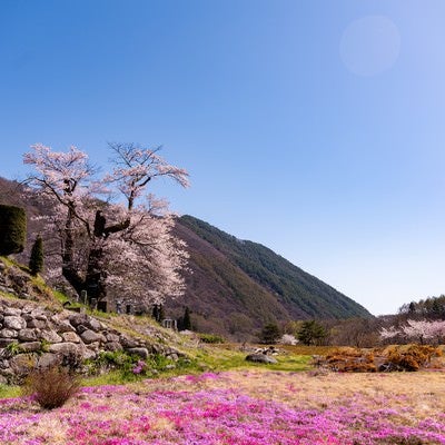 大布施の彼岸桜と芝桜の風景の写真