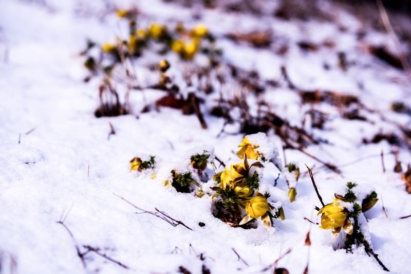 残雪と福寿草の蕾（唐沢）の写真