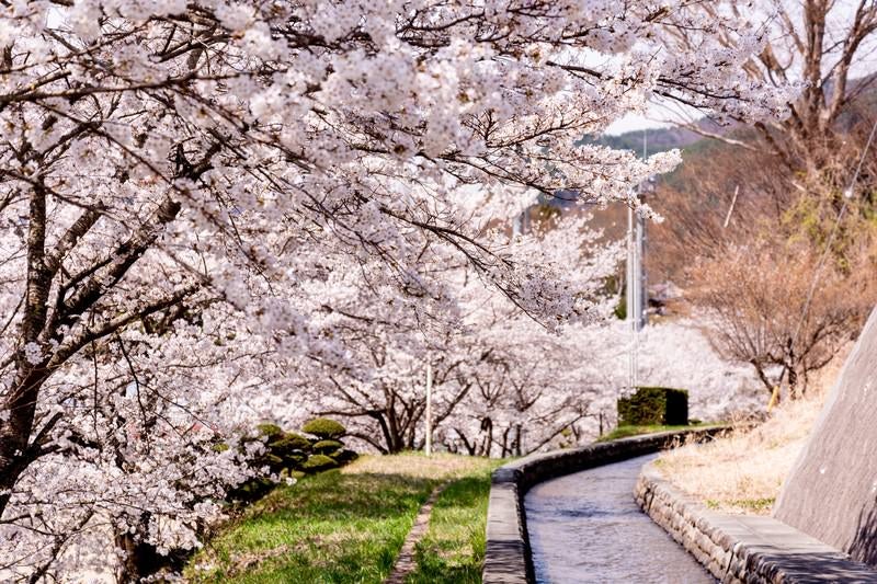 武石グラウンドの歩道沿いに咲く桜並木の写真