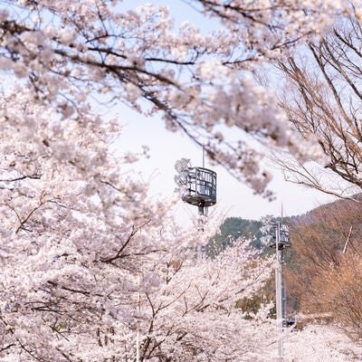 武石グラウンドの歩道沿いに続く桜並木の写真