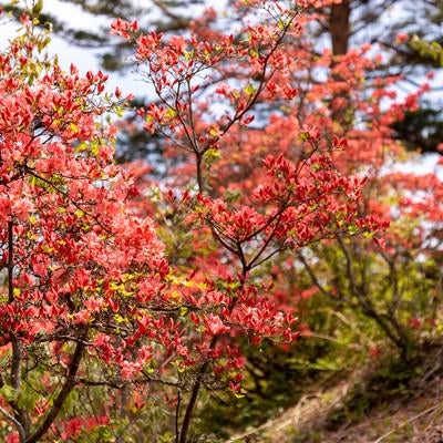 開花がはじまるツツジの写真