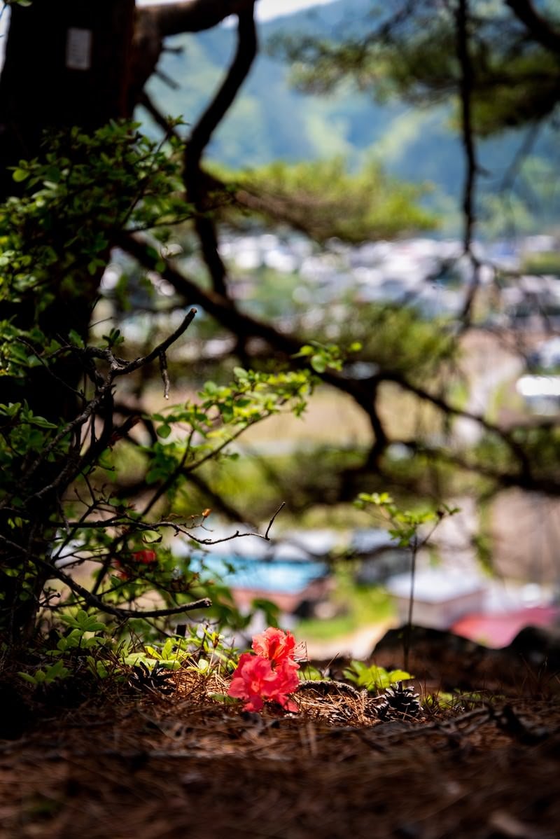 ツツジの落ち花（武石公園）の写真