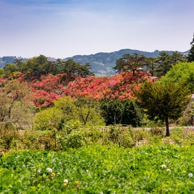 山の傾斜を彩る武石公園のツツジの写真