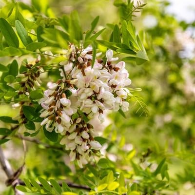 開花を待つニセアカシア（武石川河川敷）の写真