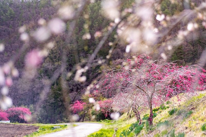 美しいハナモモの木（余里の一里）の写真