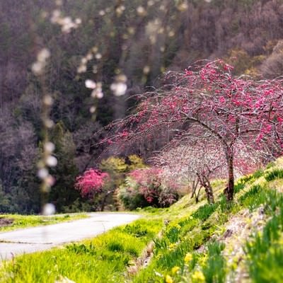 麓の道沿いに咲くハナモモ（余里の一里）の写真