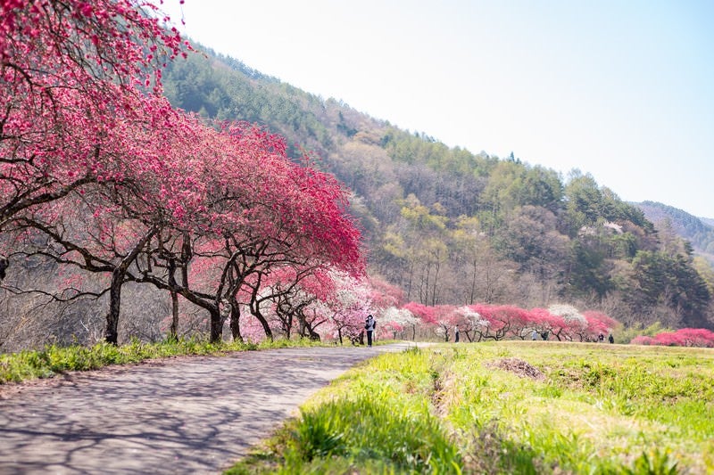 遊歩道沿いに花桃並木（余里の一里）の写真