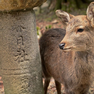 奈良の春日大社石灯籠とシカの写真