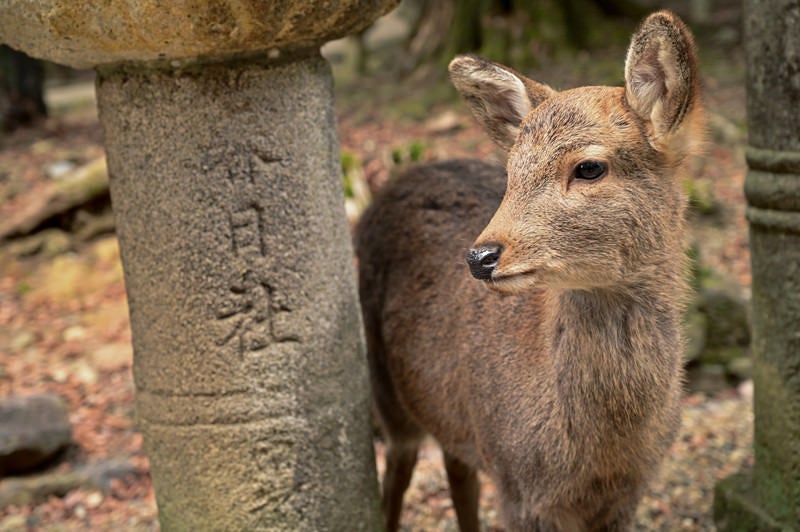 奈良の春日大社石灯籠とシカの写真