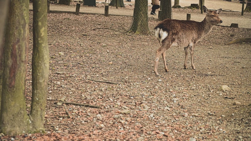 奈良の公園内を彷徨う鹿の写真