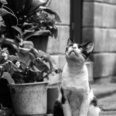 天気を気にする猫の写真