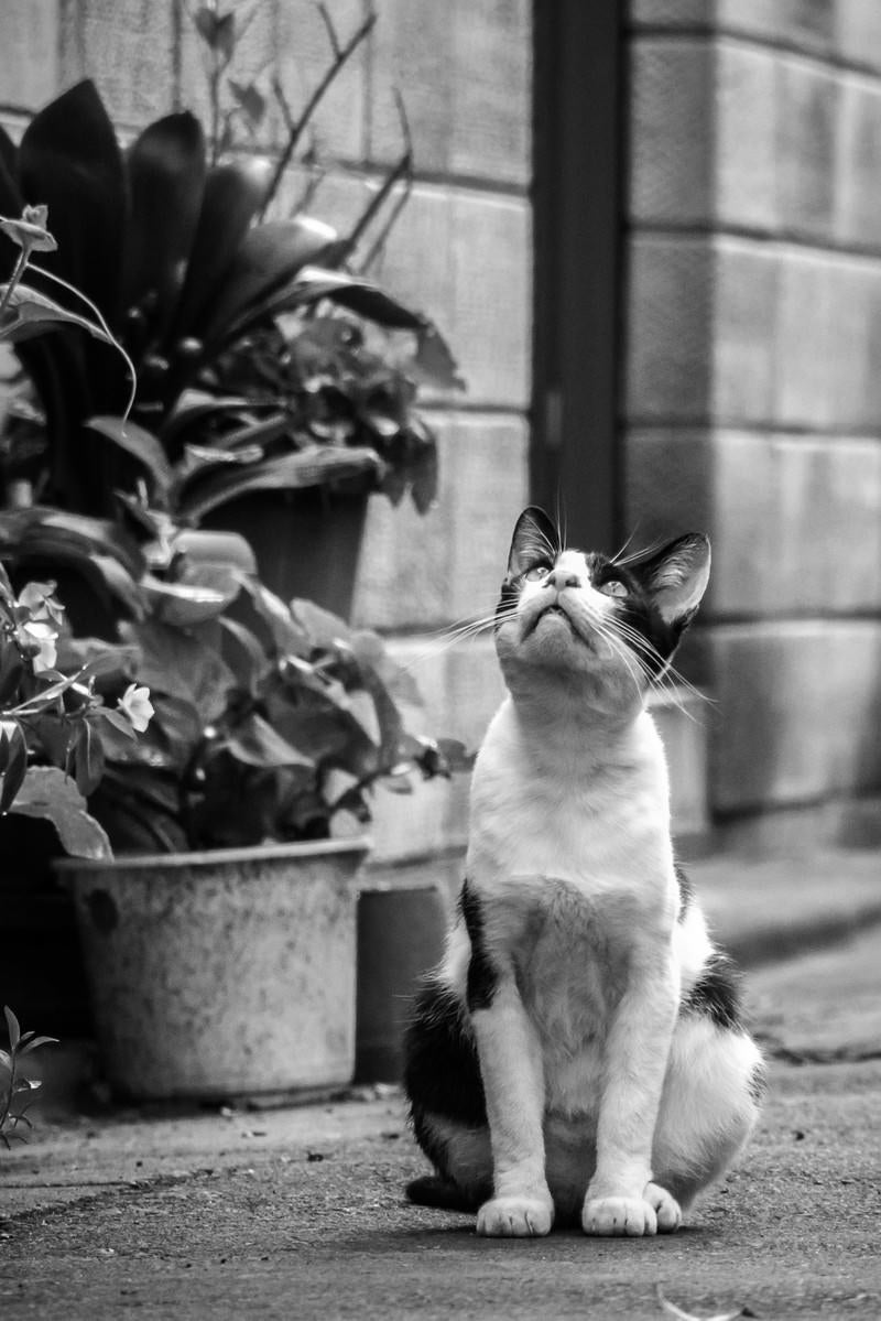 天気を気にする猫の写真