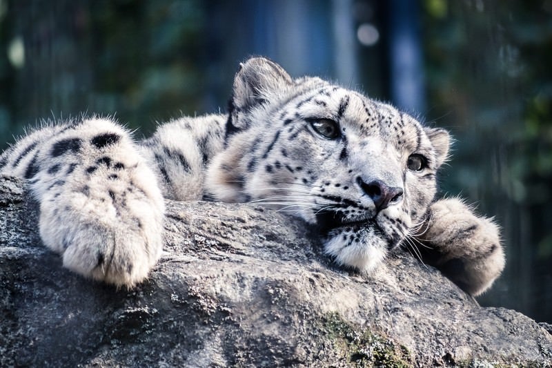 高所から獲物を狙うヒョウの写真