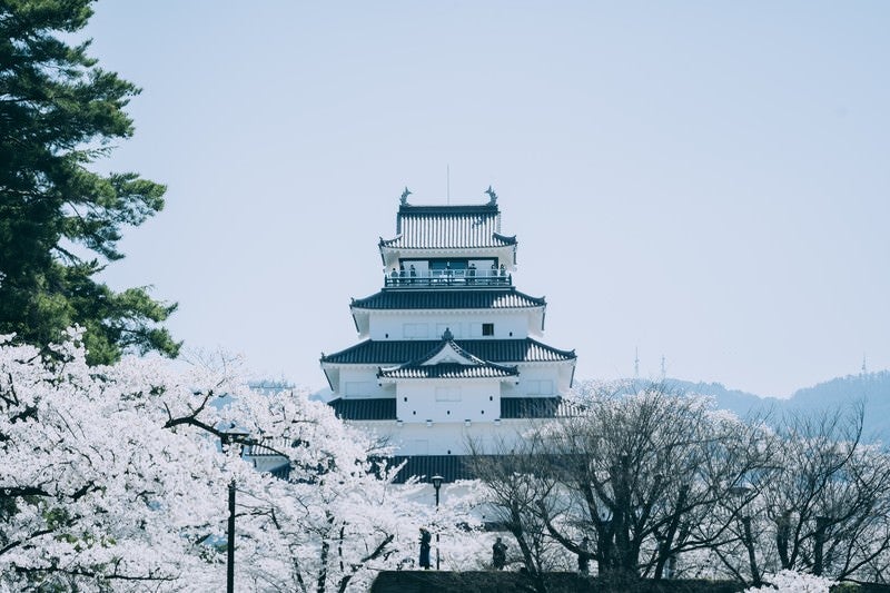 佇む鶴ヶ城と桜（福島県会津若松市）の写真