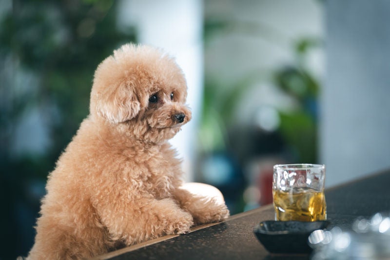 潤んだ瞳でひとり飲みするトイプードルの写真