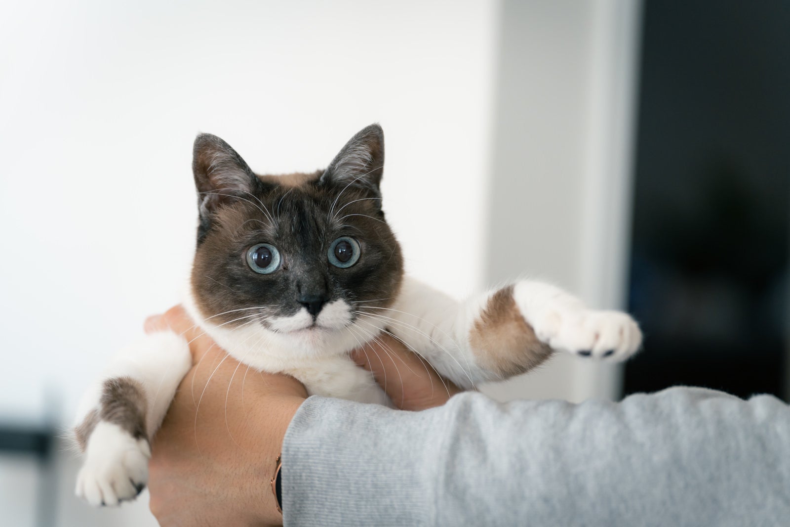 「目を丸くして贖う猫」の写真［モデル：プー］