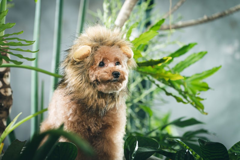 ライオン風コスプレを纏うトイプードル（犬）の写真