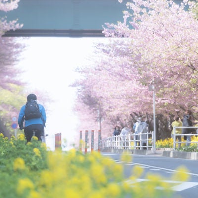 菜の花と河津桜並木の写真