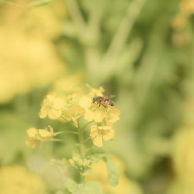 菜の花畑のボケ味に迷い込んだ蜜蜂の写真