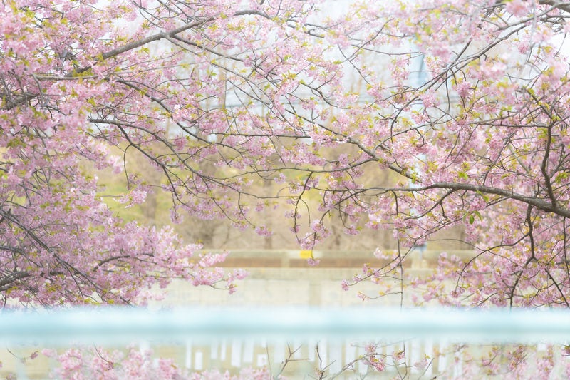 満開の桜と葉の写真