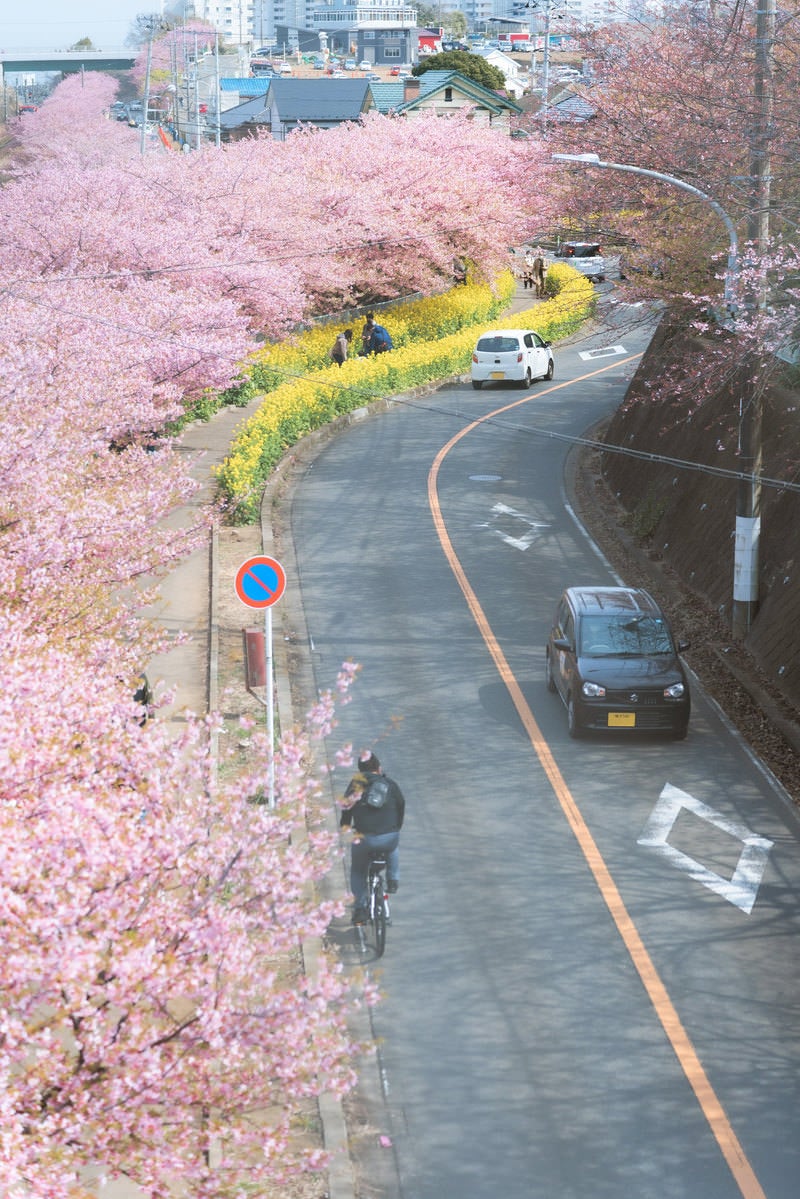 三浦海岸桜まつりの写真