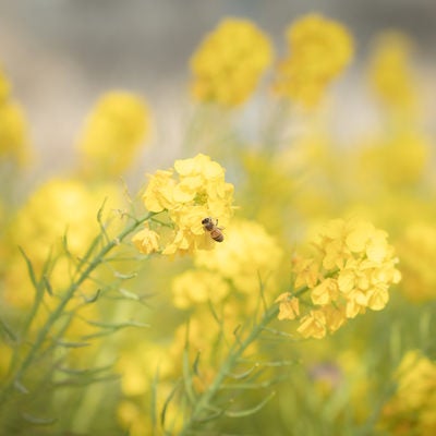 春の菜の花に止まるミツバチの写真