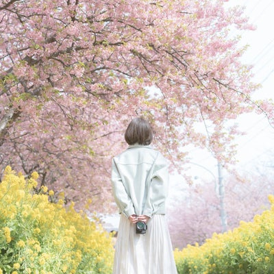 河津桜並木と女性の後姿の写真