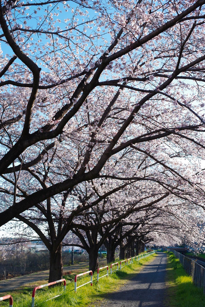 桜並木が続く見沼田んぼの用水路沿いの写真